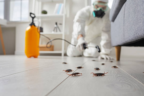 Affordable Termite Control solutions in Hunter, OH